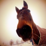 ©Bjørn Joachimsen.