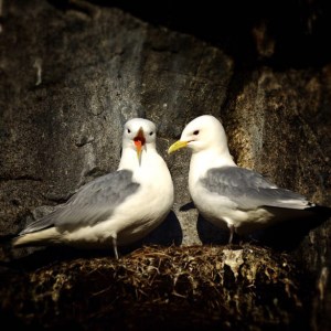 Fotokurs i Ålesund – lær å utnytte kameraet ditt bedre! ©Bjørn Joachimsen