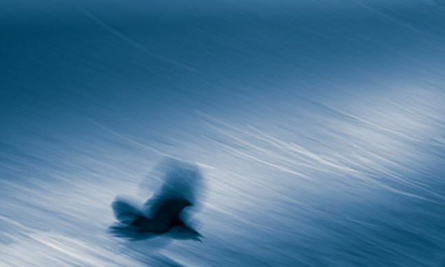 Vinterland Lyngen – naturfotoworkshop med Bård Løken, Lars Andreas Dybvik og Bjørn Joachimsen. ©Lars Andreas Dybvik.