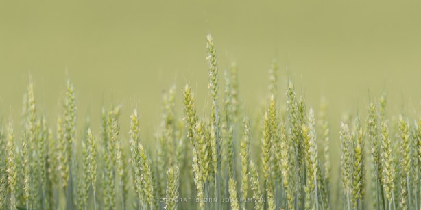 Naturfotoworkshop i Vestfold med Bård Løken, Magnus Reneflot og Bjørn Joachimsen. ©Bjørn Joachimsen.