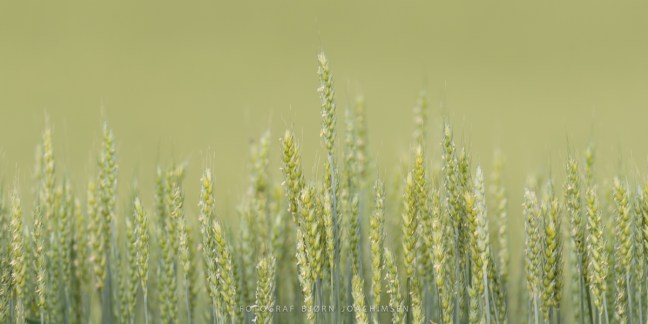Naturfotoworkshop i Vestfold med Bård Løken, Magnus Reneflot og Bjørn Joachimsen. ©Bjørn Joachimsen.