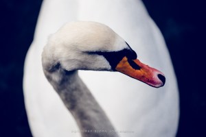Naturfotoworkshop i Vestfold med Bård Løken, Magnus Reneflot og Bjørn Joachimsen. ©Bjørn Joachimsen