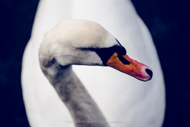 Naturfotoworkshop i Vestfold med Bård Løken, Magnus Reneflot og Bjørn Joachimsen. ©Bjørn Joachimsen