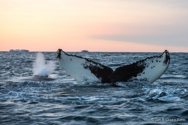 Fotoworkshop i arktisk lys [Sandøya] ©Jan R. Olsen
