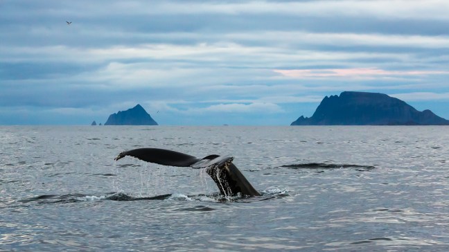 ©Bjørn Tore Sørensen