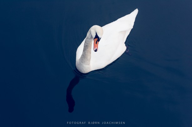 Fotoglede! Et grunnkurs i fotografering. [Vestfold]. ©Bjørn Joachimsen.