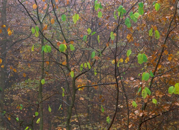 Naturfotoworkshop i Vestfold med Bård Løken, Magnus Reneflot og Bjørn Joachimsen. ©Bård Løken.