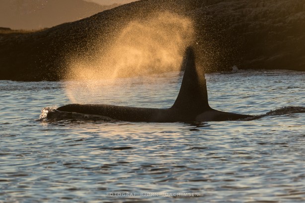 Fotoworkshop i arktisk lys [Sandøya] ©Bjørn Joachimsen.