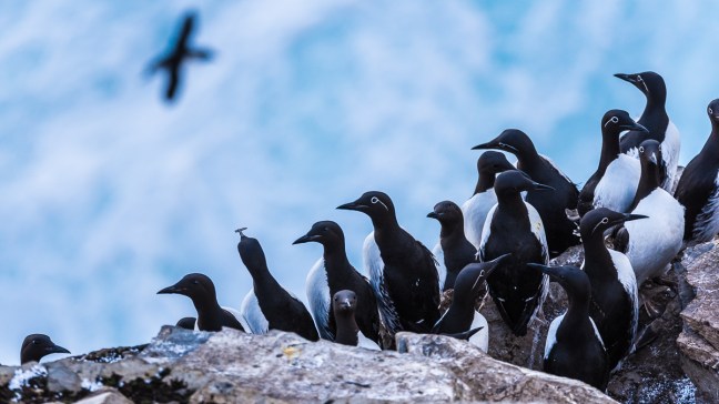 Fotoworkshop på Hornøya 2018. ©Bjørn Joachimsen.
