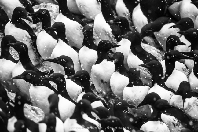 Fotoworkshop på Hornøya 2018. ©Bjørn Joachimsen.