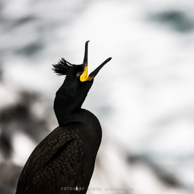 Fotoworkshop på Hornøya 2018. ©Bjørn Joachimsen.