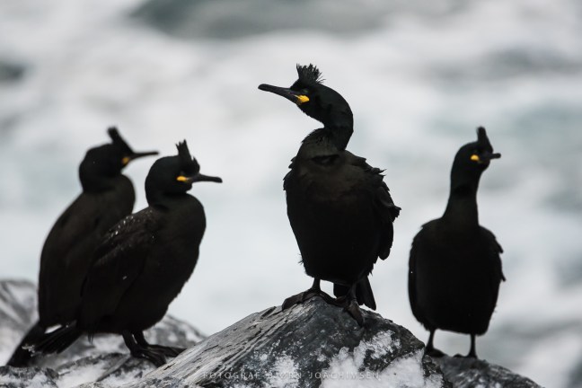 Fotoworkshop på Hornøya 2018. ©Bjørn Joachimsen.