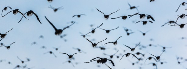 Fotoworkshop på Hornøya 2018. ©Bjørn Joachimsen.