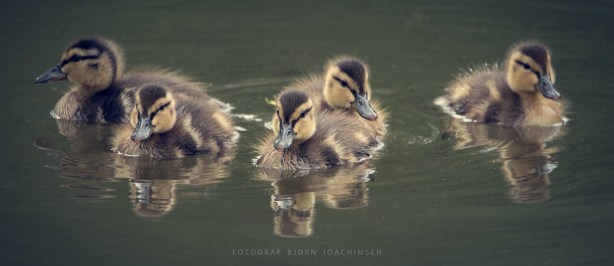 Grunnkurs i fotografering – Nøtterøy. ©Bjørn Joachimsen.