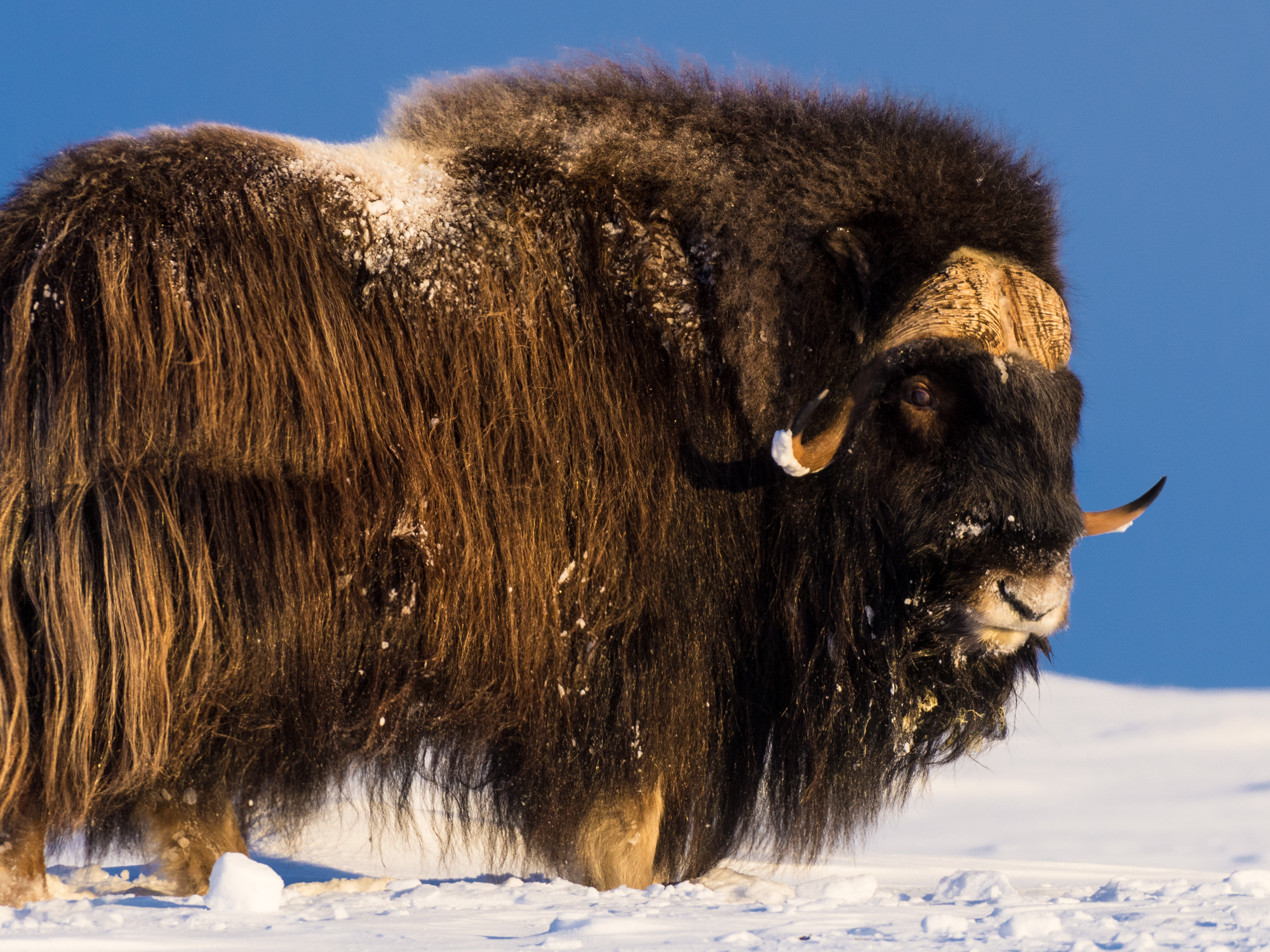 Musk at Dovre-DSC_8396-©Bjørn Joachimsen