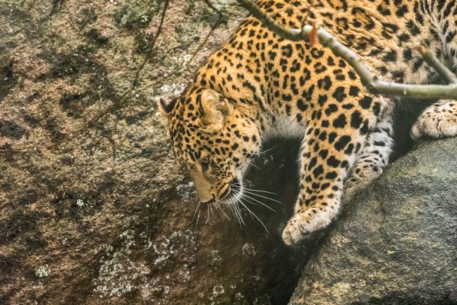 Workshop i dyrefotografering i Nordens Ark [Hunnebostrand]. ©Fotograf Bjørn Joachimsen.