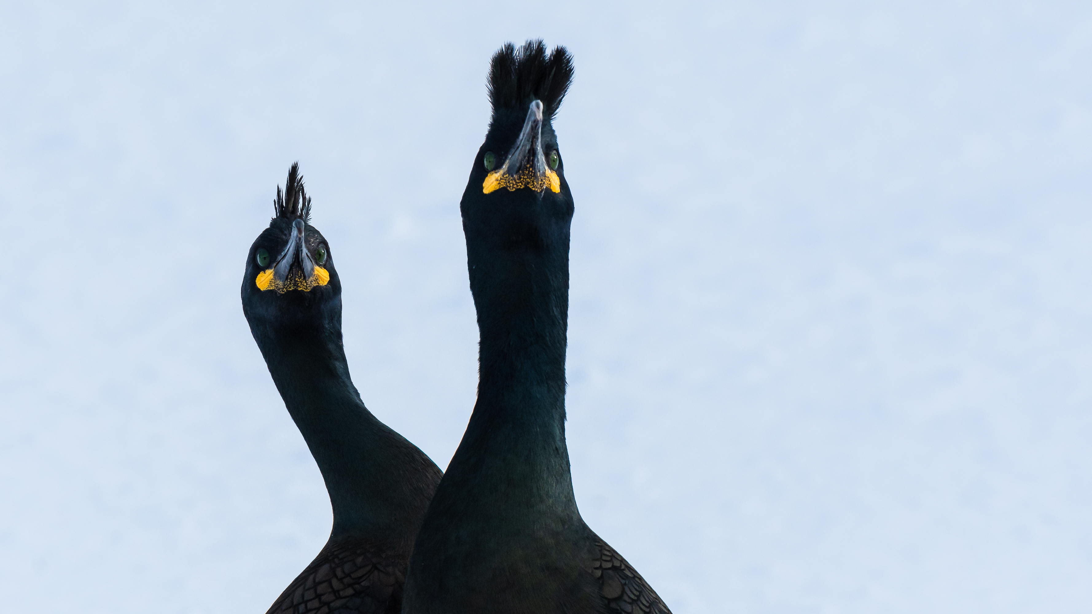 -_DSC5644-©Bjørn Joachimsen