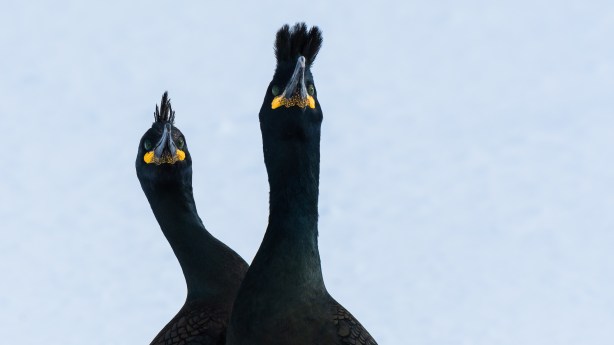 -_DSC5644-©Bjørn Joachimsen