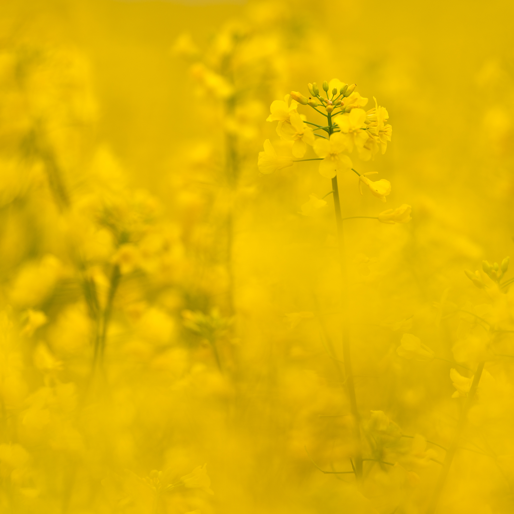 Rapeseed, Vestfold