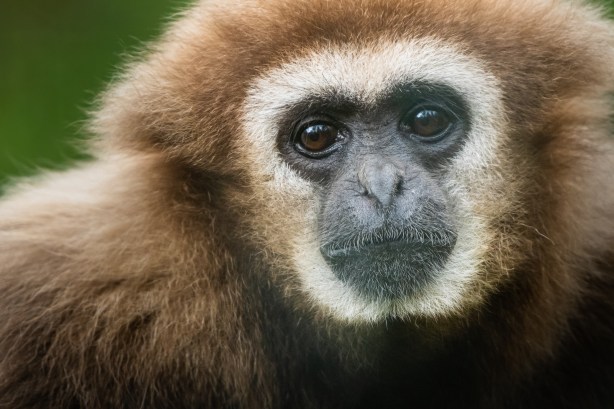 Tangen Dyrepark-_DSC6578-©Bjørn Joachimsen.jpg