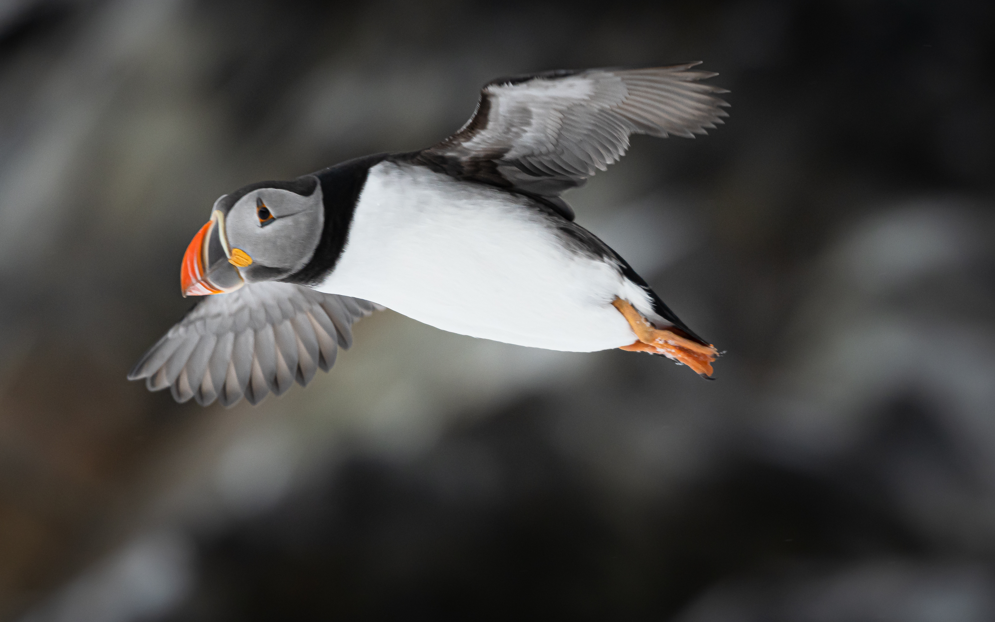 Workshop i fuglefotografering i Varanger.