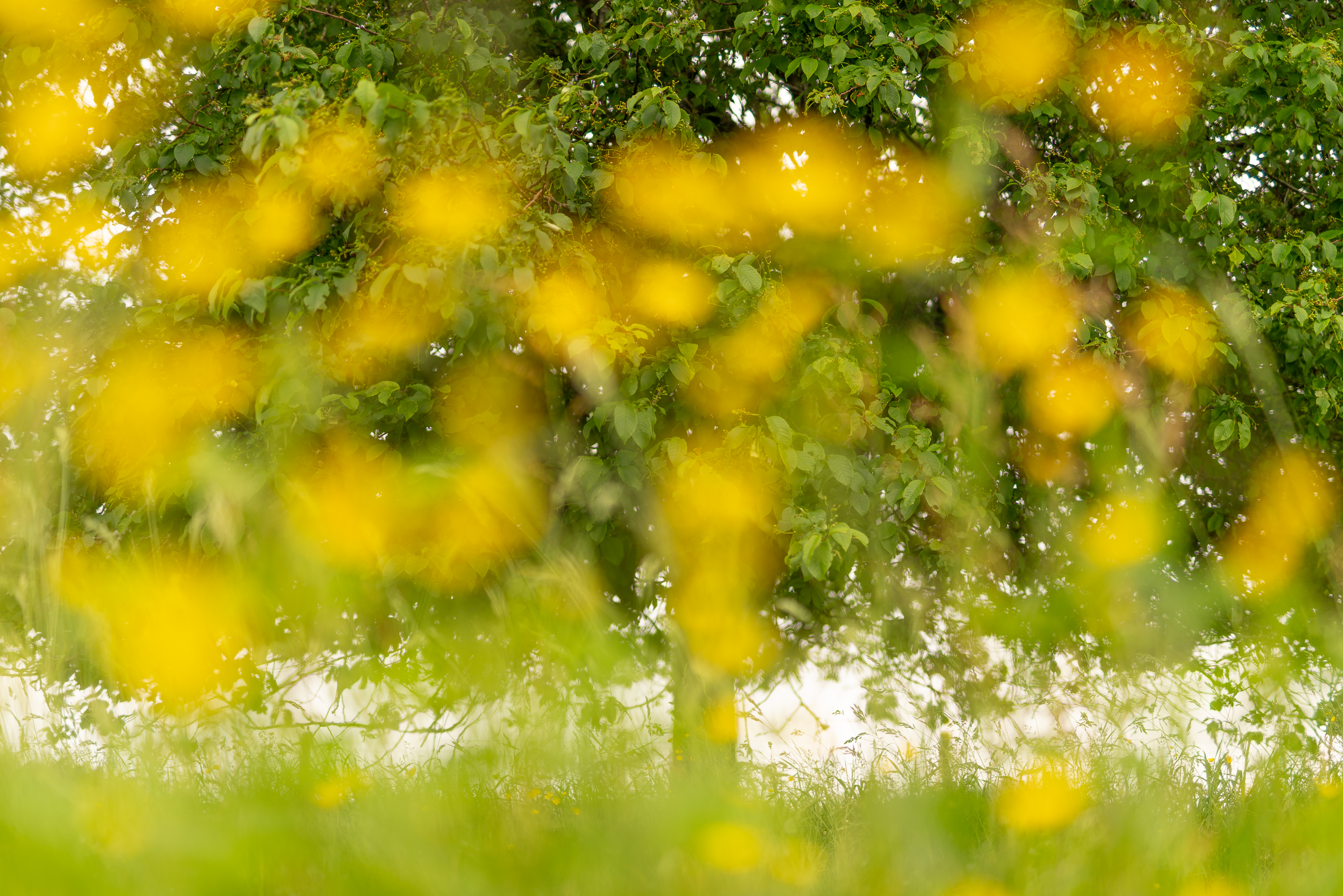 Summer in Sotenäs, Sweden.