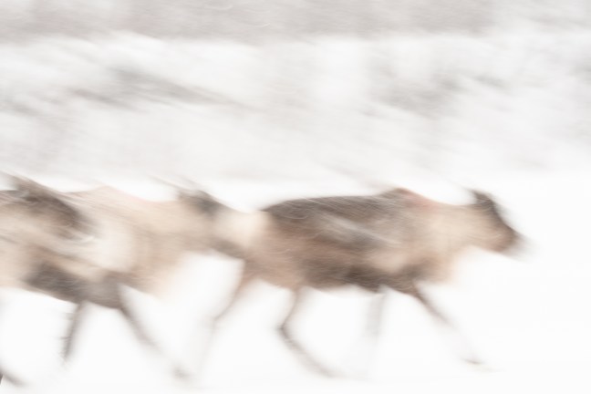 Opplev samisk kultur og levevis på nært hold gjennom en unik fotoworkshop i Anárjohka i Finnmark. ©Bjørn Joachimsen