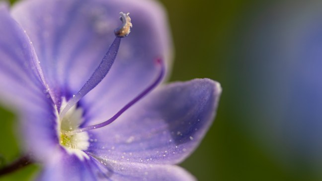Workshop i macrofotografering i Vestfold. ©Bjørn Joachimsen.